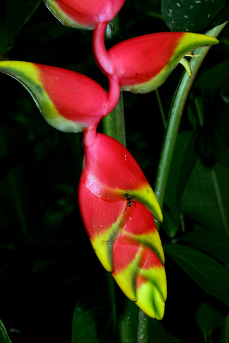 Heliconia (Bird of Paradise plant) with ant