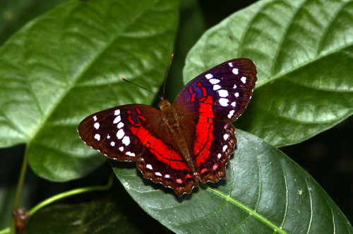 Coolie Butterfly Anartia amathea