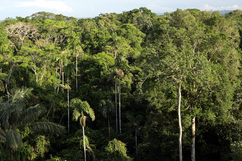 View from canopy tower