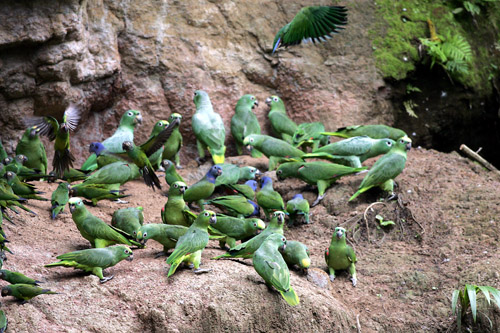 Parrots at clay lick
