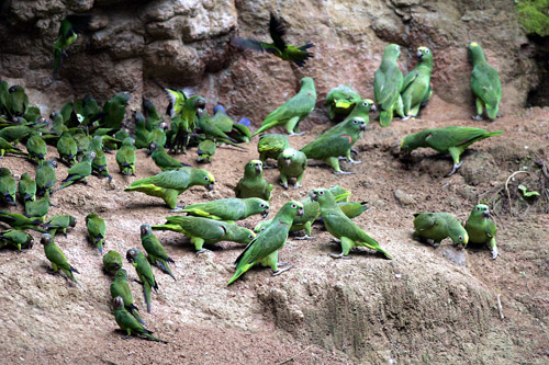 Parrots at clay lick