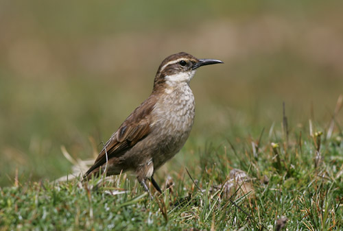 Stout-billed Cinclodes, Antisana