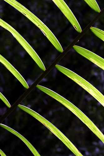 Backlit palm, Tandayapa