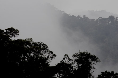 Cloud forest at dusk, Tandayapa