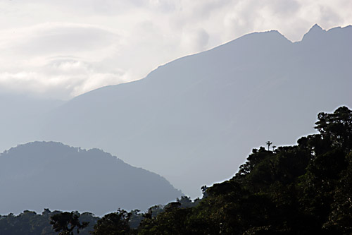 Cloud forest at dusk, Tandayapa