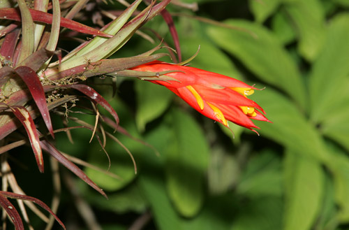 Bromeliad, Milpe Bird Sanctuary