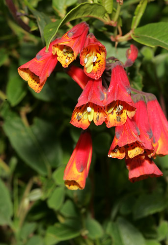 Unidentified flower, Yanacocha