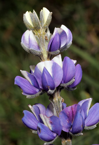 Lupin, Yanacocha