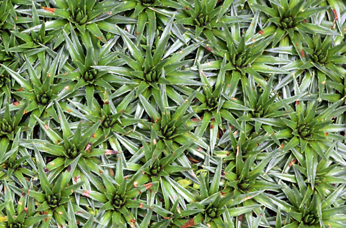 Ground cover near Papallacta