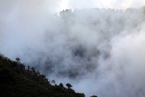 Cloud forest at dusk, San Isidro