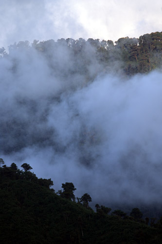 Cloud forest at dusk, San Isidro