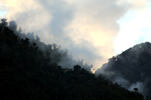 Cloud forest at dusk, San Isidro