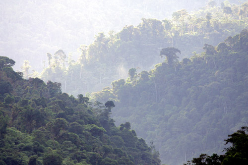 Cloud forest at dusk, San Isidro