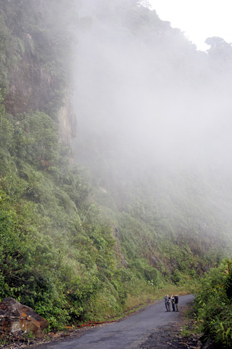 Cloud forest at dawn, Loreto Road