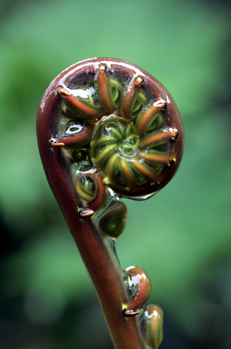 Fern frond, Loreto Road