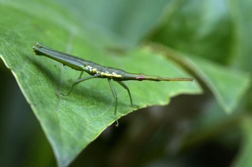 Unidentified insect, Loreto Road