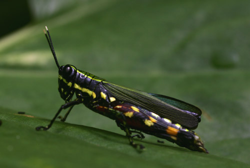 Unidentified grasshopper, Loreto Road