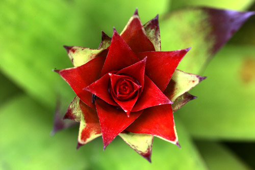 Detail of bromeliad flower, Loreto Road