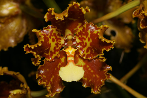 Orchid flower, Loreto Road