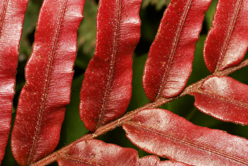 Detail of red fern frond, San Isidro