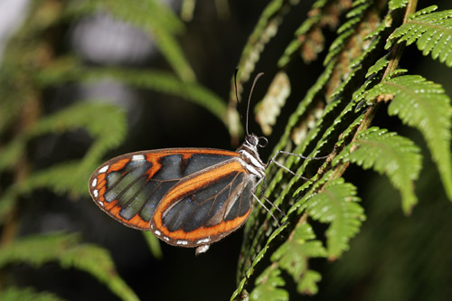 Unidentified clear-winged butterfly, San Isidro