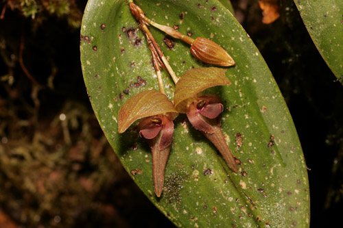 Orchid flowers, Yanococha