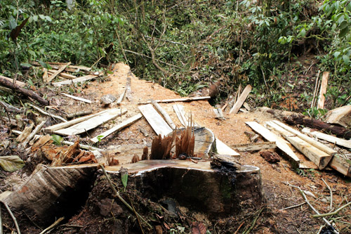 Felled tree, Loreto Road area