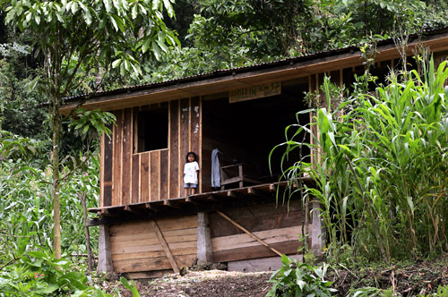 Hut in cleared area, Loreto Road area