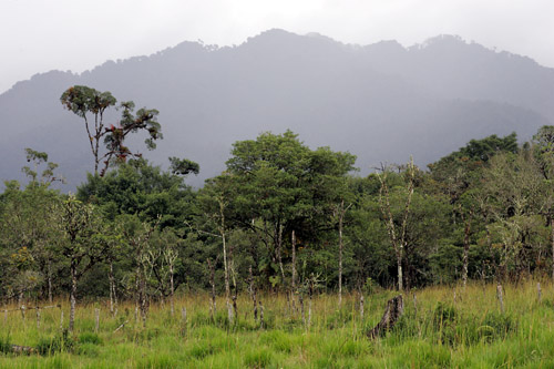Cleared forest, near San Isidro 