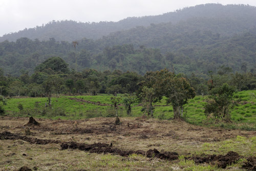 Cleared forest, near San Isidro 