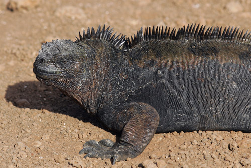 Marine Iguana (North Seymour)