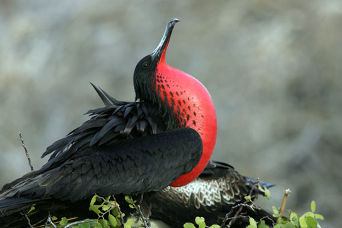 Magnificent Frigate Bird (male) (North Seymour)