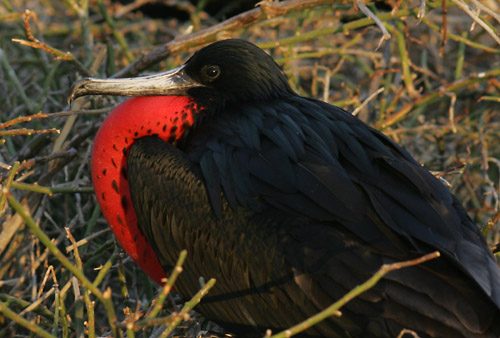 Magnificent Frigate Bird (male) (North Seymour)
