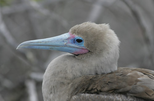Blue-footed Booby