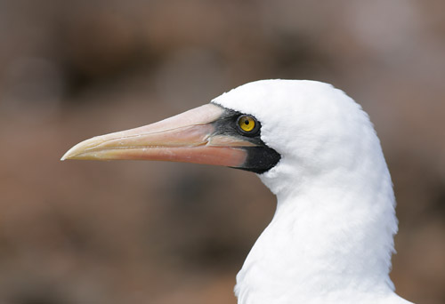 Nazca Booby