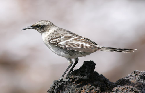 Galapagos Mockingbird