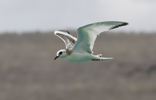 Swallow-tailed Gull 1CY (Genovesa or Tower)