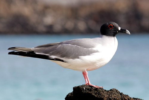 Swallow-tailed Gull (Genovesa or Tower)