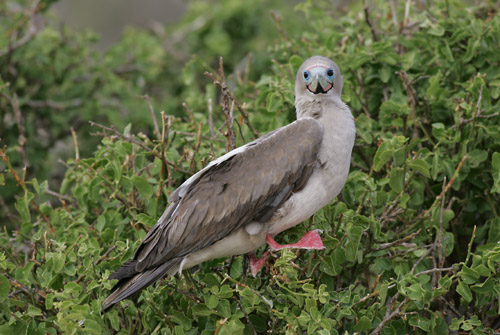 Red-footed Booby