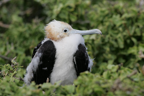 Great Frigate Bird chick (Genovesa or Tower)