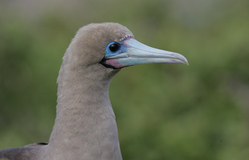 Red-footed Booby
