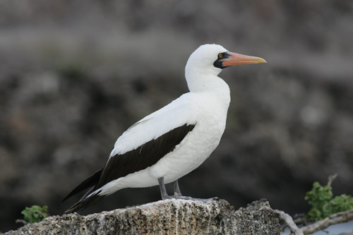 Nazca Booby