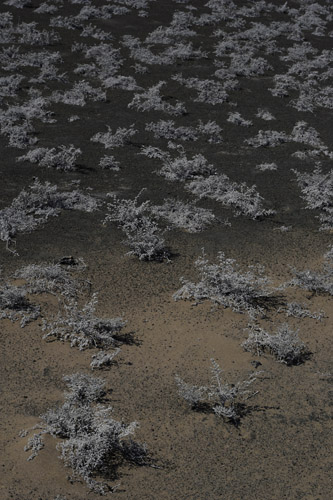 Vegetation on Bartolome