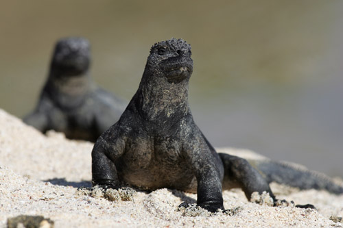 Marine Iguana