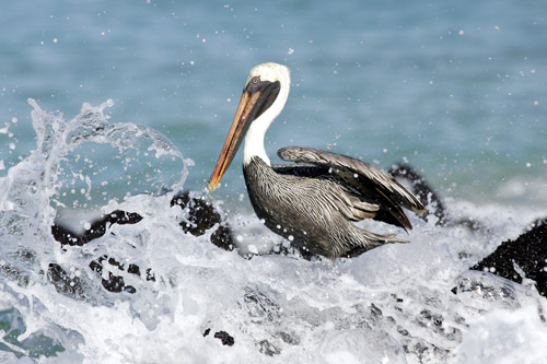 Brown Pelican