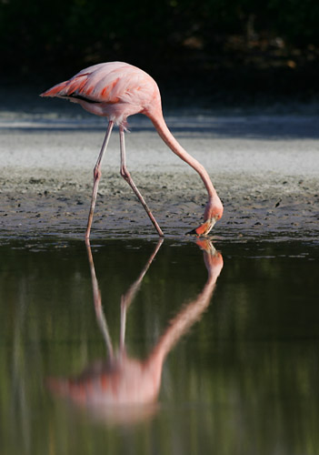 Greater Flamingo