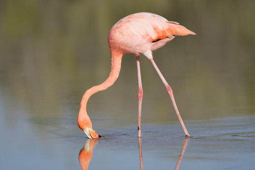 Greater Flamingo