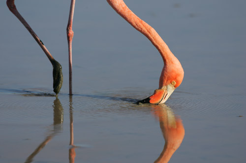 Greater Flamingo