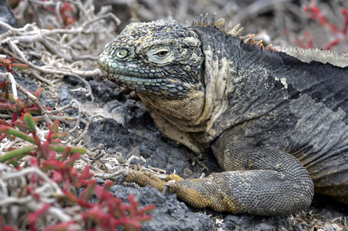 Land Iguana (South Plaza)