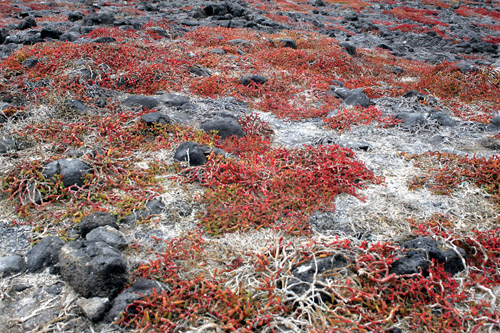 Vegetation on South Plaza island, off Santa Cruz